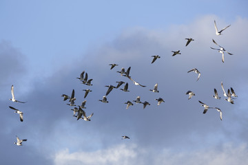 Fototapeta premium lot of geese fly in random formation against blue cloudy sky