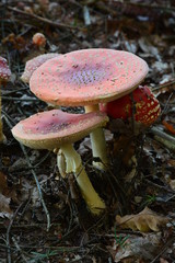 Amanita muscaria