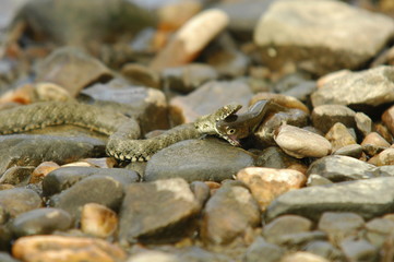 Grass Snake