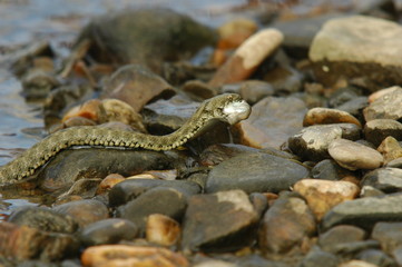 Obraz premium Grass Snake