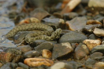 Grass Snake