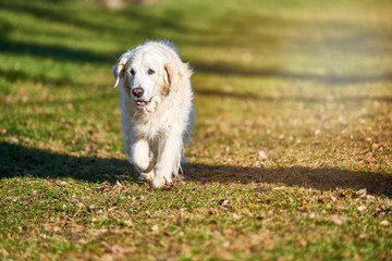 Golden Retriever dog outdoors in nature. Lots of copy space for text.