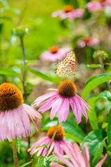 Purple coneflower (Echinacea purpurea) a popular plant for attracting the honey bee