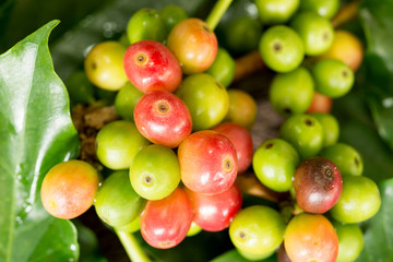 Coffee beans on a branch of tree