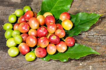 red   coffee beans on trees