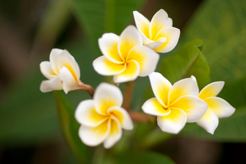 Close up of white and yellow Plumeria flowers blooming