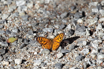 Eastern Ringed Xenica (Geitoneura acantha) auf Phillip Island, Victoria, Australien.