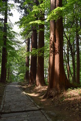 羽黒山の杉並木 ／...