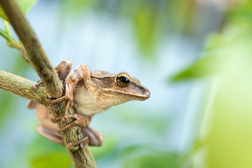 Brown common tree frog in Thailand