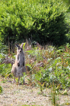 Östliches Graues Riesenkänguru (Macropus giganteus) im Wilsons Promontory Nationalpark, Victoria, Australien; die Kängurus im Nationalpark tragen für ein Forschungsprojekt Halsbänder und Ohrmarken.