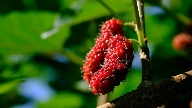 Selective focus mulberry fruit on tree, fresh mulberry in nature, Mulberry Hanging on Tree Branches 

against the Sky, Ripe mulberry hanging on Morus tree branch, Closeup.