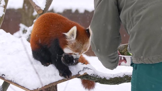 Red panda (Ailurus fulgens) being fed by a zookeeper