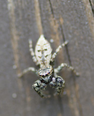 Zebra spider (Salticus scenicus)