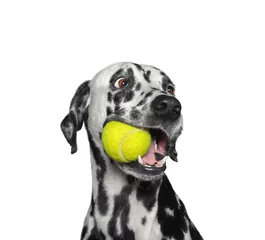 Keuken foto achterwand Hond Leuke Dalmatische hond die een bal in de mond houdt. Geïsoleerd op wit