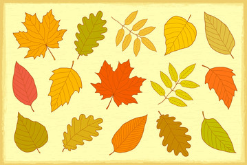set of hand drawn autumn leaves
