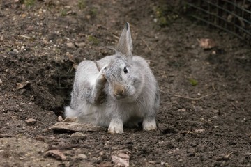 Hase (Schönbrunn)