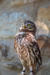 Portrait of Little Burrowing Owl with Brown Plumage and Yellow Eyes