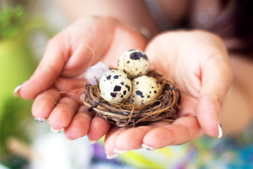 Eggs of quail in nest in woman hands. Spring colors. Easter.