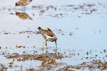 Sandpiper Bird  Foraging in Mangrove Swamp Wetland