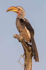 Gelbschnabeltoko (Tockus leucomelas)