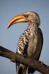 Gelbschnabeltoko (Tockus leucomelas)