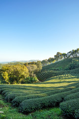 Tea plantation in Doi Mae Salong, Chiang Rai Thailand