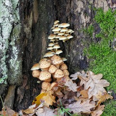 Shaggy scalycap, Pholiota squarrosa, and on top