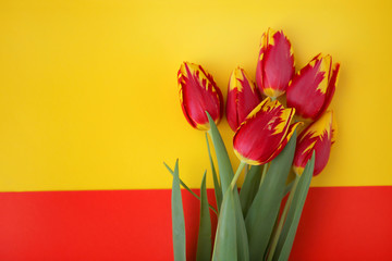 Tulip Flower . red yellow tulips on a combined red and yellow background. 