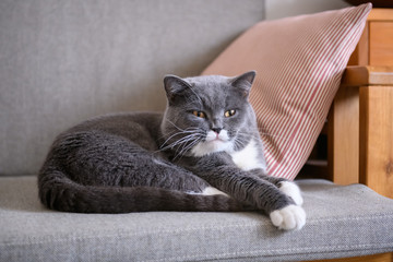 The grey cat sleeps on the couch
