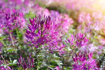 Beautiful flowers on the mountain