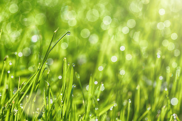 Obraz premium a backgrounds green grass