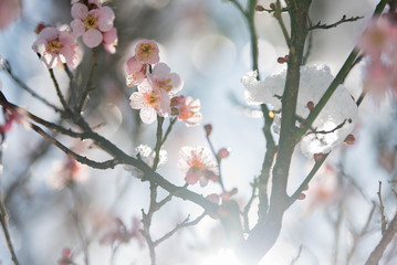 Plum tree & flower	