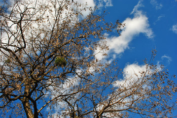 Tree branches with yellow rotten leaves and green mistletoe on the cloudy sunny sky background