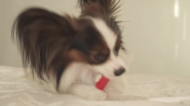 Young dog breeds Papillon Continental Toy Spaniel brushes teeth with toothbrush stock footage video