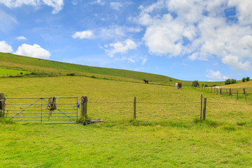 Horses in  a Field