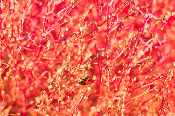 【自然】テントウムシとコキア