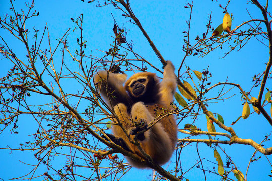 Hoolock Gibbon (female), Hoolock Hoolock, Gibbon Wildlife Sanctuary