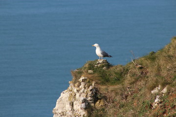 goéland