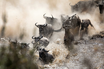 Wildebeest herd crossing the Mara River © Rixie