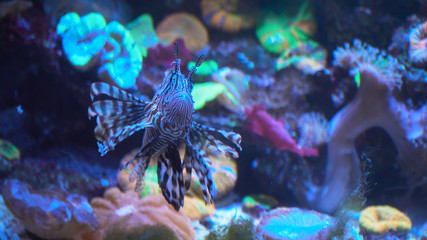 Lionfish, an invasive species also called the scorpion fish or Pterois mombasae.