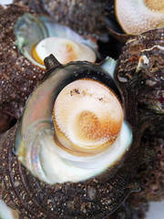 Close up of sea snails at the seafood market