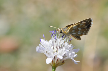 Spialia orbifer, red skipper or Hungarian Skipper. Little butterfly on wildflower in summer