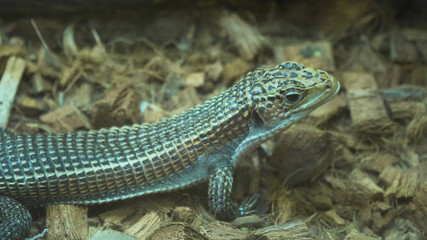 Sudan plated lizard,gerrhosaures major. small lizard