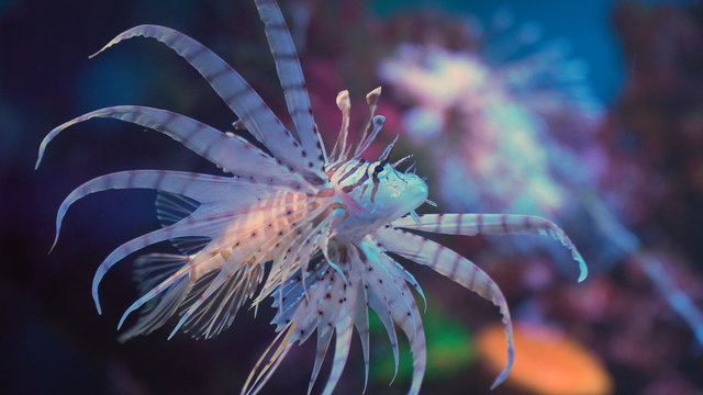 Lionfish, an invasive species also called the scorpion fish or Pterois mombasae.