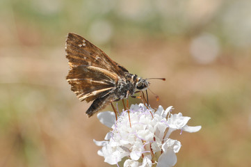 Spialia orbifer, red skipper or Hungarian Skipper. Little butterfly on wildflower in summer