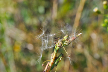 Dandelion with seeds blowing away in the wind. Dandelion seeds in nature.