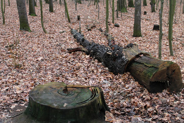 A Destroyed Tree