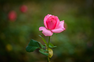 rose with buds in a romantic flower garden.