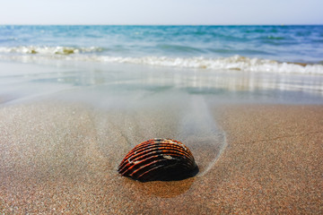 Summer sea vacation concept, sea shell on the sanly beach
