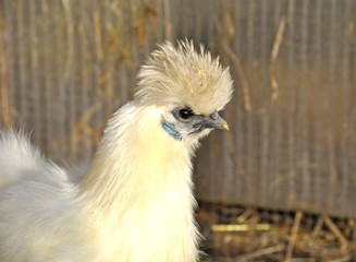 Portrait of a beautiful white chicken sitting alone 